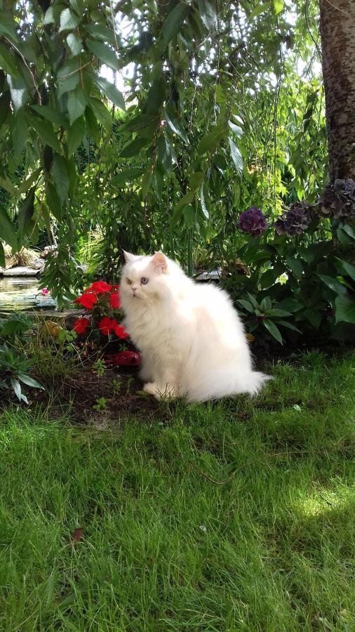 مبيت وإفطار بيسكاروس Le Jardin De Nemo المظهر الخارجي الصورة